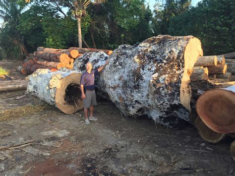 West Penn Hardwoods Finds Amazing Brazilian Pequia Burl Log :: West ...
