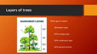 Rainforest Environment 的图像结果