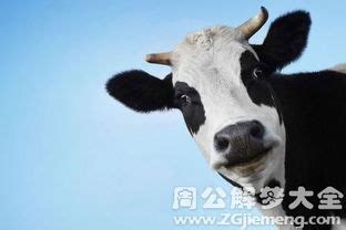 梦见牛吃奶是什么意思(牛嘴带的东西是什么)_周公解梦大全
