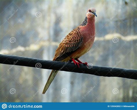 The Spotted Dove or Spilopelia Chinensis or Mountain Dove or Pearl ...
