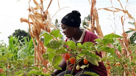 Agriculture in Africa 的图像结果