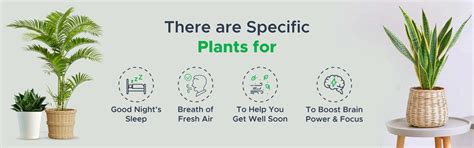 Indoor Plants in Delhi | Same Day Plants Delivery Delhi NCR