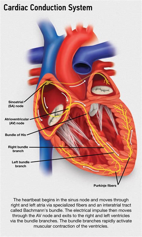 Electrical Conduction Of The Heart Explained at Raymond Terrell blog