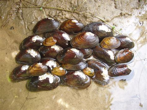 Image result for Muscles Shells