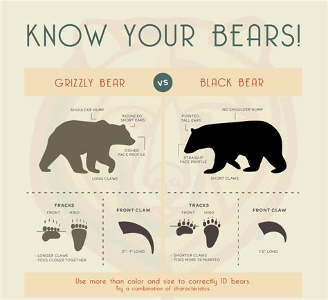 Black Bear Vs Grizzly Bear What's The Difference Between Black Bears