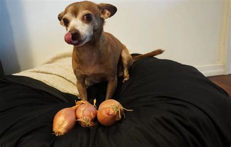 Why Can't Dogs Have Onions? - All Things Chihuahua
