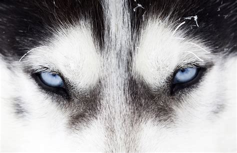Intense Siberian Husky Eye Close-Up | Stunning HD Animal Wallpaper