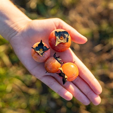 Fall’s Favorite Fruit: Persimmon - The Piedmont Environmental Council