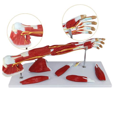 Educational Model Upper Limb Muscle Anatomical Model Vascular Nerve Arm ...