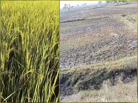 Gwalior: बाहुबली के हौसले बुलंद! दिनदहाड़े खेत से चुराकर ले गए धान की ...