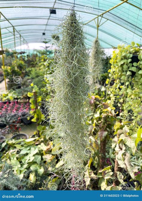 Spanish Moss As Mulch at Cody Schlater blog