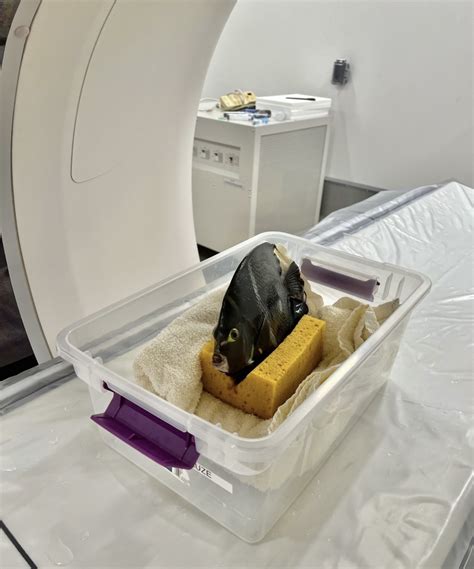 Photos: Angelfish gets CT scan at Denver Zoo
