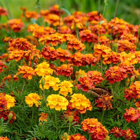 Colorful Annuals That Attract Butterflies: A Beginner's Guide - Easy To ...