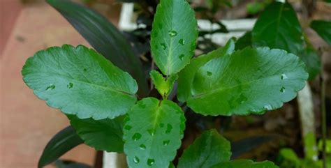 घर में लगाएं ये एक पौधा, दूर होगी किडनी स्टोन की समस्या, जानें फायदे ...