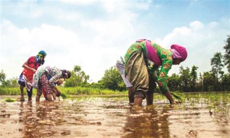 Chhattisgarh farmers cheer as new govt releases pending paddy bonus