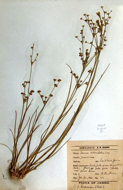 juncus_articulatus