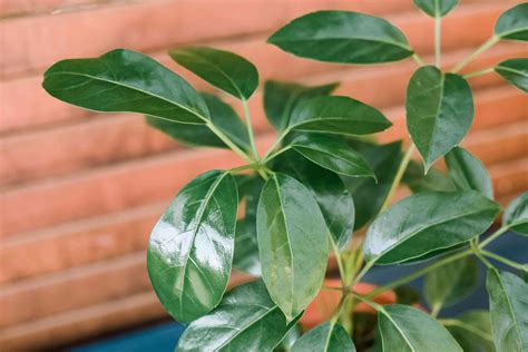 How to Grow & Care for Schefflera (Umbrella Plant)