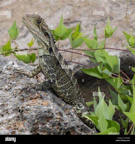 Australian Water Dragon Stock Photo - Alamy