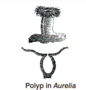 SATHEE: Animal Kingdom