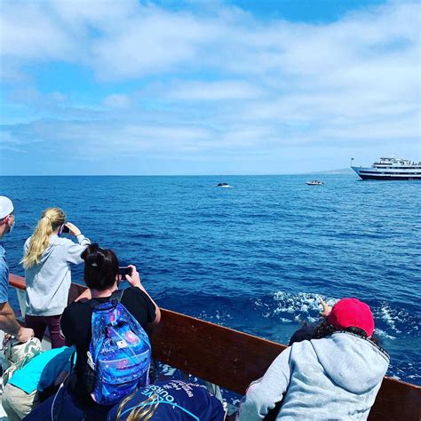 San Diego Whale Watching Tour 2021