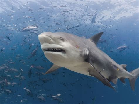 Prime Video: I Was Prey - Season 1