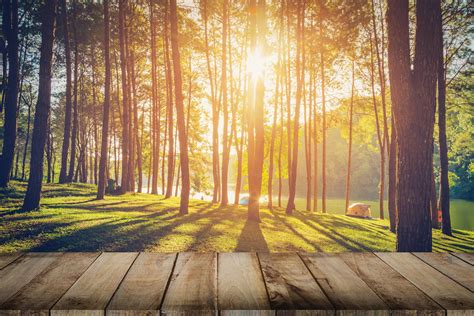 Pine tree forest and wood plank floor with sunrise. Vintage style ...
