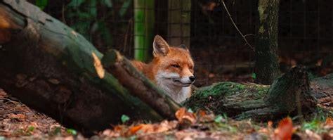 Download wallpaper 2560x1080 fox, brown, animal, trees dual wide 1080p ...