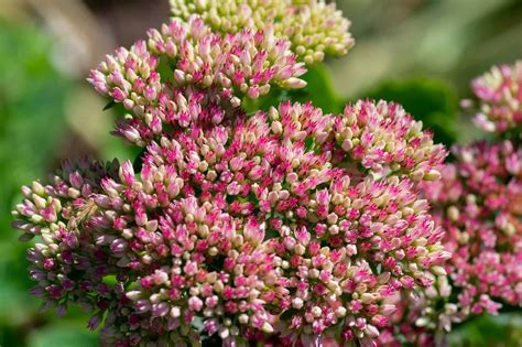 10 Types of Sedum Succulents - A-Z Animals