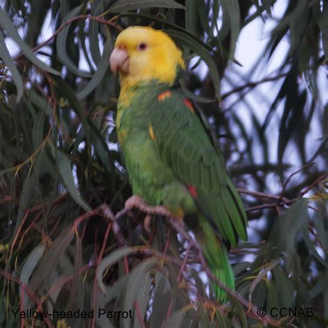 Yellow-headed Parrot (Amazona oratrix) - YHPA