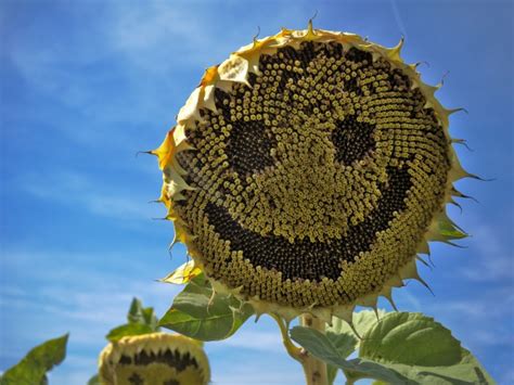 科学网—多个花盘的向日葵，该怎么“向日”？ - 栗茂腾的博文