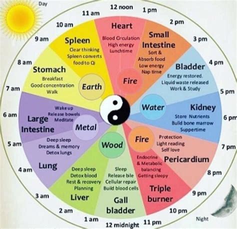 Chinese Medicine Wheel 3 AM Guide