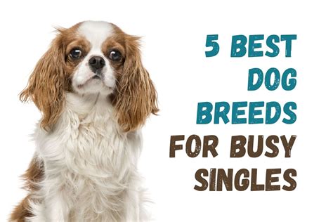 Top 5 Dog Breeds Ideal for Single People with Busy Lifestyles