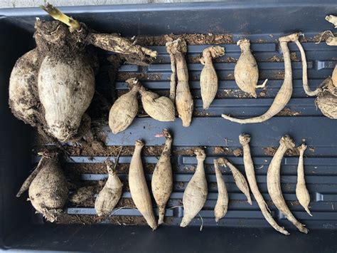 How To Dry Dahlia Tubers | The Tube
