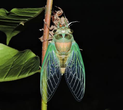 Dog Day Cicada Episode 23: Dog Day Cicada – Voice Of The Wild