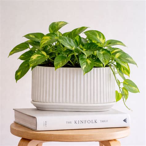 Cloud Rest Planter – Dekomart.in