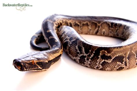 Image result for Blood Python