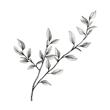 Plant Branch Line Drawing, Branch, Plant, Leaves PNG Transparent Image ...