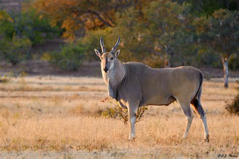 Eland Tutorial Python 的图像结果