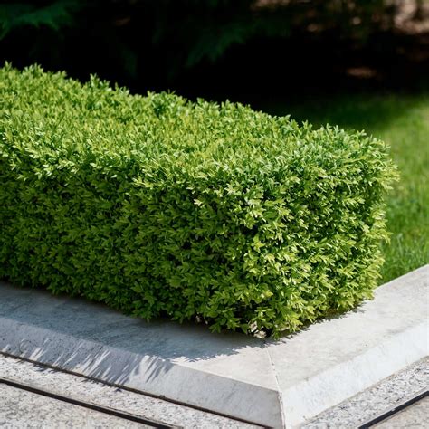 And Bushes Boxwood Shrubs Boxwood Guide: How To Plant, Grow, And Care