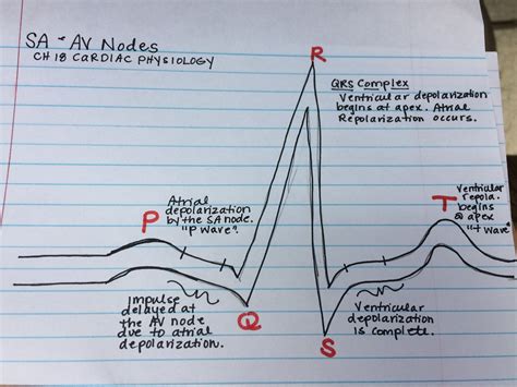 Qrs Complex Depolarization