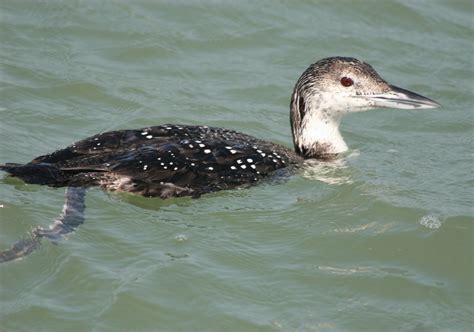 Common Loon, Gavia immer