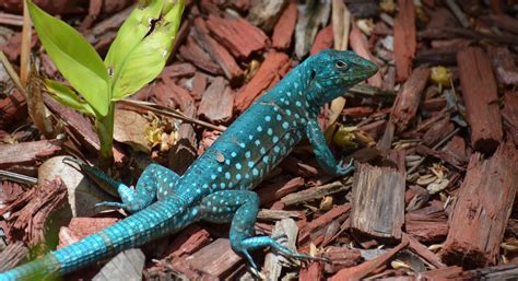 Aruba: The Caribbean Island That's Over 20% Protected Park
