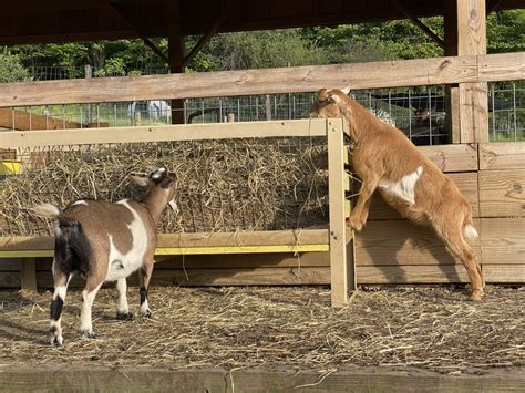 Small Animal Adventure Walk-Thru - Varysburg, NY - Hidden Valley Animal ...