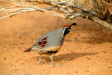 Quail | Photos by Ron Niebrugge