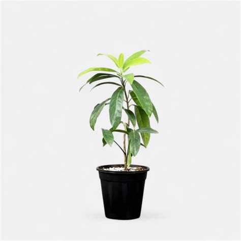 Buy rudraksha plant online at best price - Plantsguru