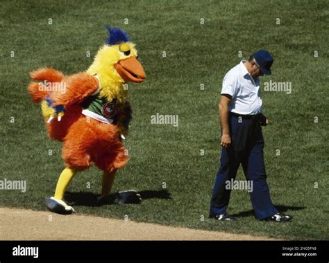 The former San Diego Chicken performs for fans at Shea Stadium when the ...