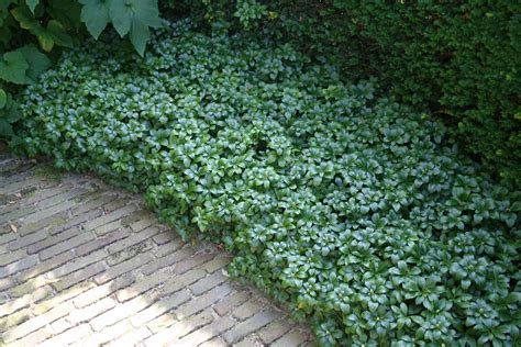 Pachysandra terminalis 'Green Sheen' - Dikkemanskruid, schaduwkruid ...