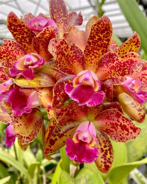 Cattleya Orchid Hybrid Waianae Leopard - Flowerless