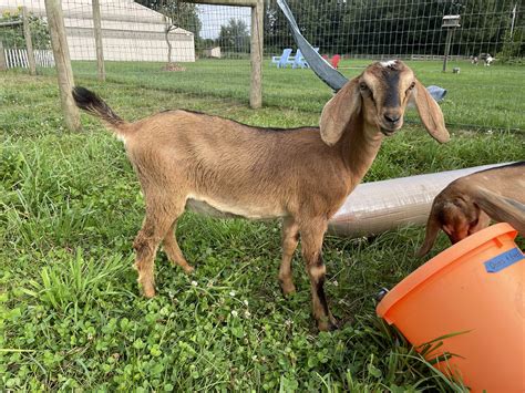 Mini Nubian Goats