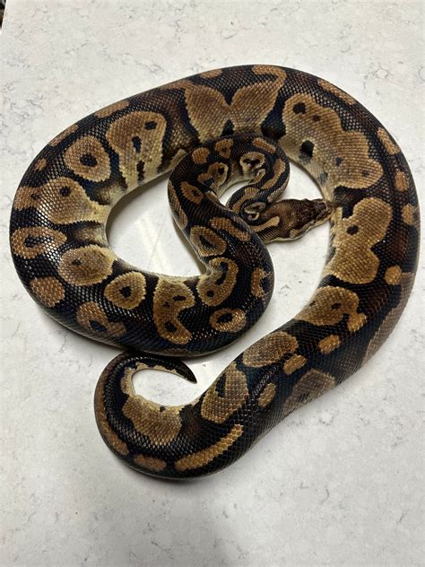 Pastel Proven Breeder Female Ball Python by MacLean Morphs - MorphMarket